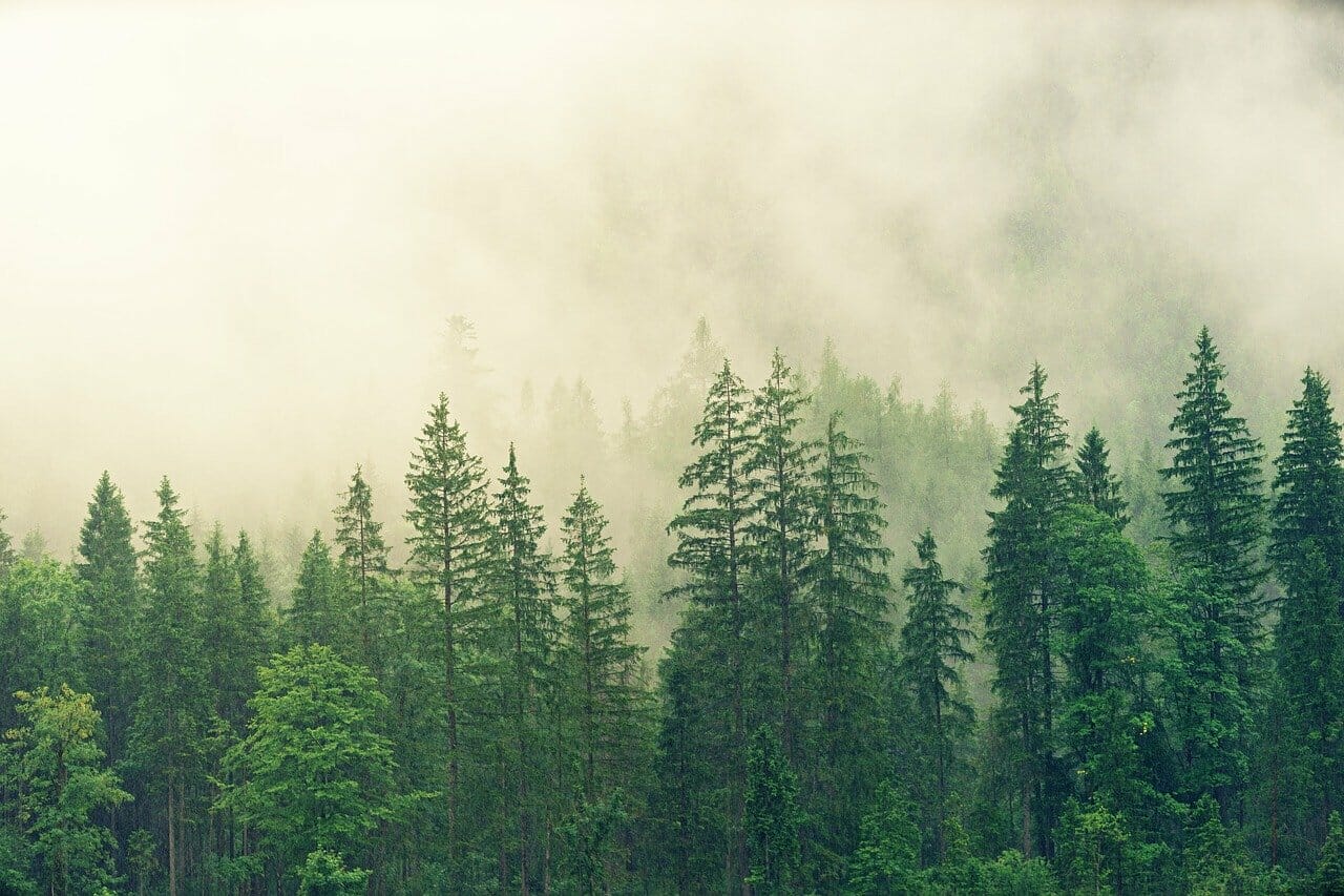 La forêt : état des lieux et avenir